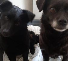 Visnja – Mischling, Weibchen, 6 Jahre, Nordic Strays e.V. – Foto 4