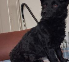 Visnja – Mischling, Weibchen, 6 Jahre, Nordic Strays e.V. – Foto 5
