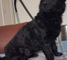 Visnja – Mischling, Weibchen, 6 Jahre, Nordic Strays e.V. – Foto 6