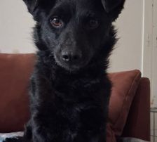 Visnja – Mischling, Weibchen, 6 Jahre, Nordic Strays e.V. – Foto 7