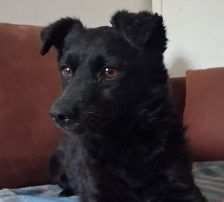 Visnja – Mischling, Weibchen, 6 Jahre, Nordic Strays e.V. – Foto 8
