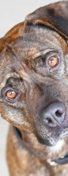 Giovanni – Labrador-Boxer-Mix, Männchen, 3 Jahre, 13057 Berlin – Foto 1