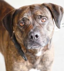 Giovanni – Labrador-Boxer-Mix, Männchen, 3 Jahre, 13057 Berlin – Foto 2