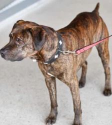 Giovanni – Labrador-Boxer-Mix, Männchen, 3 Jahre, 13057 Berlin – Foto 3