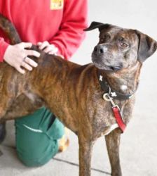 Giovanni – Labrador-Boxer-Mix, Männchen, 3 Jahre, 13057 Berlin – Foto 4
