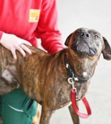 Giovanni – Labrador-Boxer-Mix, Männchen, 3 Jahre, 13057 Berlin – Foto 5