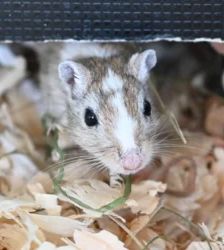 Mallow – Wüstenrennmaus (Gerbil), Weibchen, 1 Monat, 13057 Berlin – Foto 2