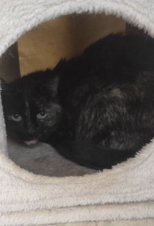 Luna & Zazu – EKH, Weibchen, 12 Jahre, 97074 Würzburg – Foto 2