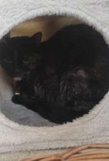 Luna & Zazu – EKH, Weibchen, 12 Jahre, 97074 Würzburg – Foto 4