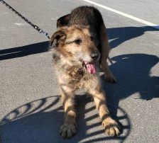 Riki – Mischling, Männchen, 20 Jahre 5 Monate, Nordic Strays e.V. – Foto 2