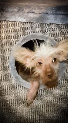 Juanita – Nackthund, Weibchen, 3 Jahre, 70195 Stuttgart-Botnang – Foto 1