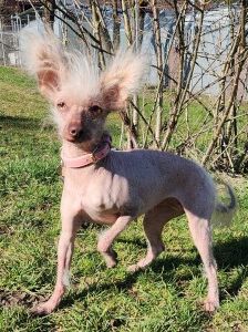 Juanita – Nackthund, Weibchen, 3 Jahre, 70195 Stuttgart-Botnang – Foto 2