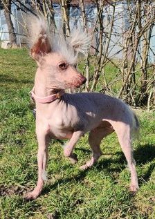 Juanita – Nackthund, Weibchen, 3 Jahre, 70195 Stuttgart-Botnang – Foto 3