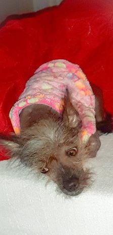 Juanita – Nackthund, Weibchen, 3 Jahre, 70195 Stuttgart-Botnang – Foto 4