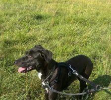 Maya – Mischling, Weibchen, Alter unbekannt, Nordic Strays e.V. – Foto 2