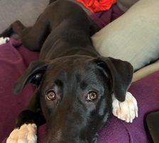 Maya – Mischling, Weibchen, Alter unbekannt, Nordic Strays e.V. – Foto 3