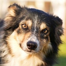 Ben – Border Collie, Männchen, 3 Jahre, 90537 Feucht – Foto 1