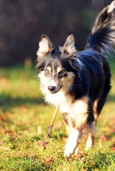 Ben – Border Collie, Männchen, 3 Jahre, 90537 Feucht – Foto 2