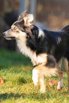 Ben – Border Collie, Männchen, 3 Jahre, 90537 Feucht – Foto 3