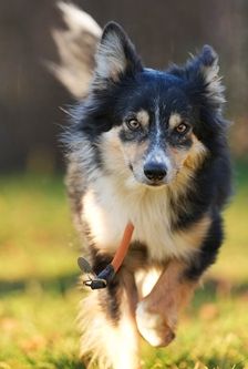 Ben – Border Collie, Männchen, 3 Jahre, 90537 Feucht – Foto 4