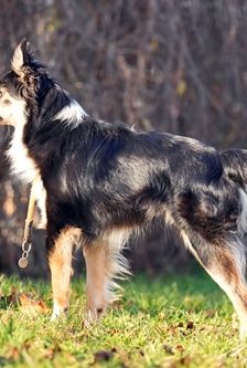 Ben – Border Collie, Männchen, 3 Jahre, 90537 Feucht – Foto 5