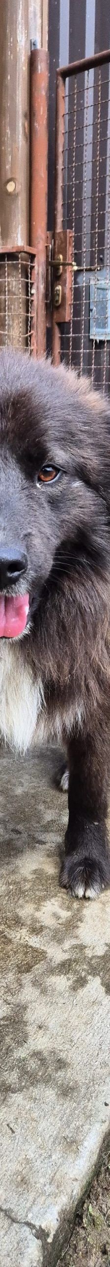 Joe – Mischling, Männchen, 1 Jahr 10 Monate, Nordic Strays e.V. – Foto 2