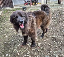Joe – Mischling, Männchen, 1 Jahr 10 Monate, Nordic Strays e.V. – Foto 11