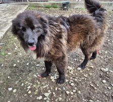 Joe – Mischling, Männchen, 1 Jahr 10 Monate, Nordic Strays e.V. – Foto 12