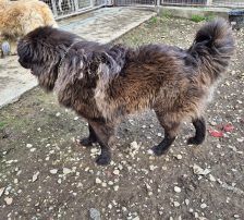 Joe – Mischling, Männchen, 1 Jahr 10 Monate, Nordic Strays e.V. – Foto 13
