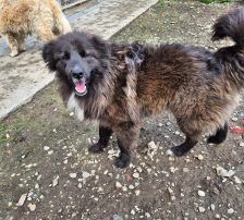 Joe – Mischling, Männchen, 1 Jahr 10 Monate, Nordic Strays e.V. – Foto 14