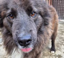 Joe – Mischling, Männchen, 1 Jahr 10 Monate, Nordic Strays e.V. – Foto 15