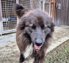 Joe – Mischling, Männchen, 1 Jahr 10 Monate, Nordic Strays e.V. – Foto 16
