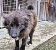 Joe – Mischling, Männchen, 1 Jahr 10 Monate, Nordic Strays e.V. – Foto 17