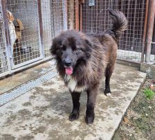 Joe – Mischling, Männchen, 1 Jahr 10 Monate, Nordic Strays e.V. – Foto 18