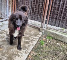 Joe – Mischling, Männchen, 1 Jahr 10 Monate, Nordic Strays e.V. – Foto 19