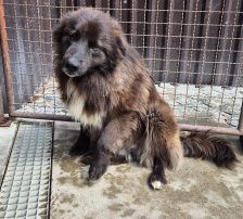 Joe – Mischling, Männchen, 1 Jahr 10 Monate, Nordic Strays e.V. – Foto 20