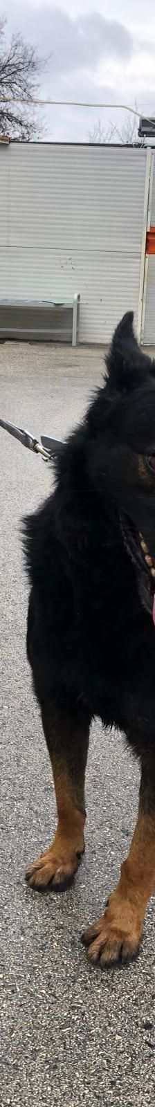 Joe – Mischling, Männchen, 1 Jahr 10 Monate, Nordic Strays e.V. – Foto 3