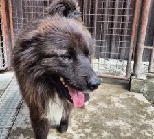 Joe – Mischling, Männchen, 1 Jahr 10 Monate, Nordic Strays e.V. – Foto 21