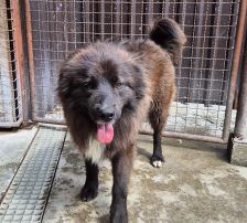 Joe – Mischling, Männchen, 1 Jahr 10 Monate, Nordic Strays e.V. – Foto 22