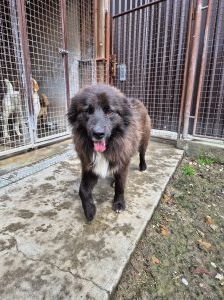 Joe – Mischling, Männchen, 1 Jahr 10 Monate, Nordic Strays e.V. – Foto 6