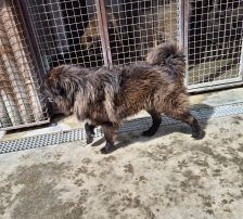 Joe – Mischling, Männchen, 1 Jahr 10 Monate, Nordic Strays e.V. – Foto 7