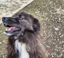 Joe – Mischling, Männchen, 1 Jahr 10 Monate, Nordic Strays e.V. – Foto 8