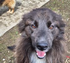 Joe – Mischling, Männchen, 1 Jahr 10 Monate, Nordic Strays e.V. – Foto 9