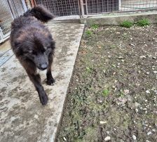 Joe – Mischling, Männchen, 1 Jahr 10 Monate, Nordic Strays e.V. – Foto 10