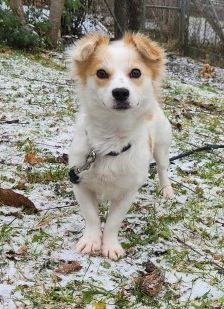 Anni – Spitz-Chihuahua-Mix, Weibchen, 2 Monate, 70195 Stuttgart-Botnang – Foto 1