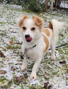 Anni – Spitz-Chihuahua-Mix, Weibchen, 2 Monate, 70195 Stuttgart-Botnang – Foto 2