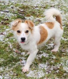 Anni – Spitz-Chihuahua-Mix, Weibchen, 2 Monate, 70195 Stuttgart-Botnang – Foto 3