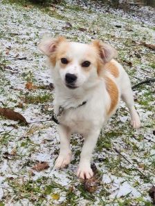 Anni – Spitz-Chihuahua-Mix, Weibchen, 2 Monate, 70195 Stuttgart-Botnang – Foto 4