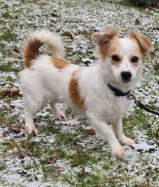 Anni – Spitz-Chihuahua-Mix, Weibchen, 2 Monate, 70195 Stuttgart-Botnang – Foto 5