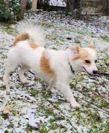Anni – Spitz-Chihuahua-Mix, Weibchen, 2 Monate, 70195 Stuttgart-Botnang – Foto 6